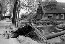 127271 Afbeelding van tijdens een storm omgewaaide bomen langs de Hoenkoopse Buurtweg te Hoenkoop, met rechts de ...